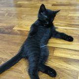 (Category: ) located in . Submitted by dontbescaredd (Listing ID 1384188703, Image 1). Description: .