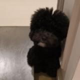 (Category: ) located in . Submitted by ginger.queen.946 (Listing ID 1378403826, Image 1). Description: .