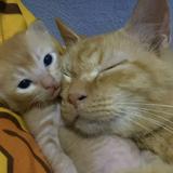 (Category: ) located in . Submitted by harulx (Listing ID 1372850726, Image 1). Description: .