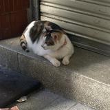由 lulumeowing (刊登 ID 1374820867，圖片 1) 提交，位於 的 (類別：)，說明：。