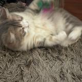 (Category: ) located in . Submitted by linlinqq9 (Listing ID 1438495224, Image 1). Description: .