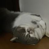 （分類：）位於 。 由 mogulazy 提交（商品編號 1375236095，圖片 1）。簡介： 。