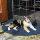 (Category: ) located in . Submitted by muz0507 (Listing ID 1456734520, Image 1). Description: .