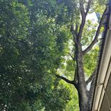 (Category: ) located in . Submitted by deepinheart (Listing ID 1374935977, Image 1). Description: .