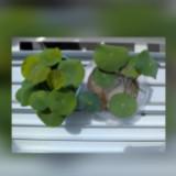 (Category: ) located in . Submitted by gfhwa93shop (Listing ID 1377248639, Image 1). Description: .