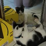 (Kategori: ) berada di . Dikirim oleh mrshverse (ID iklan 1381842519, Gambar 1). Deskripsi: .