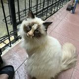 (Kategori: ) berada di . Dikirim oleh bekasdigunakan (ID iklan 1375555821, Gambar 1). Deskripsi: .