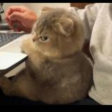 (Category: ) located in . Submitted by khor_shared (Listing ID 1374451468, Image 1). Description: .