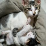 (Kategori: ) berada di . Dikirim oleh tretes (ID iklan 1385155729, Gambar 1). Deskripsi: .