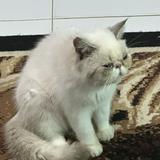 (Category: ) located in . Submitted by cattorice (Listing ID 1379564219, Image 1). Description: .