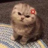 (Category: ) located in . Submitted by yaya.f (Listing ID 1375410721, Image 1). Description: .