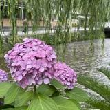 由 bnsgarden (刊登 ID 1379963338，圖片 1) 提交，位於 的 (類別：)，說明：。