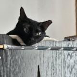 (Category: ) located in . Submitted by mickeymeoww (Listing ID 1372370717, Image 1). Description: .