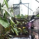 由 midwaygarden (刊登 ID 1375331533，圖片 1) 提交，位於 的 (類別：)，說明：。