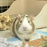 由 qf76q6qnpg53973 (刊登 ID 1375340285，圖片 1) 提交，位於 的 (類別：)，說明：。