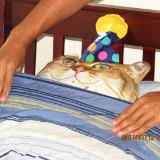 （分類：）位於 。 由 catbruh 提交（商品編號 1384270688，圖片 1）。簡介： 。