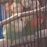 (Category: ) located in . Submitted by giving_away (Listing ID 1375635314, Image 1). Description: .