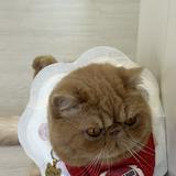（分類：）位於 。 由 lulululala 提交（商品編號 1375490377，圖片 1）。簡介： 。
