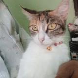 (Kategori: ) berada di . Dikirim oleh maharanisa80298 (ID iklan 1376614650, Gambar 1). Deskripsi: .