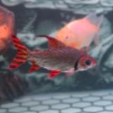 (Kategori: ) berada di . Dikirim oleh arowana_karawang (ID iklan 1378771664, Gambar 1). Deskripsi: .