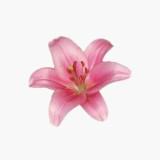 (Kategori: ) berada di . Dikirim oleh byliliess (ID iklan 1375408999, Gambar 1). Deskripsi: .