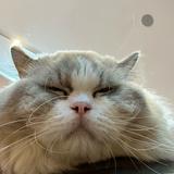 (Category: ) located in . Submitted by hdbvoiddeckcat (Listing ID 1375785582, Image 1). Description: .