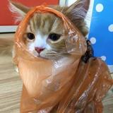 (Category: ) located in . Submitted by matchakitkat. (Listing ID 1379684014, Image 1). Description: .
