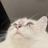 (Category: ) located in . Submitted by nanacollective (Listing ID 1359268627, Image 1). Description: .