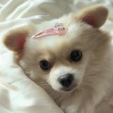 (Category: ) located in . Submitted by me1odyy (Listing ID 1376000245, Image 1). Description: .