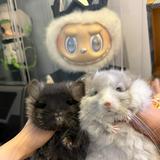 （分類：）位於 。 由 zoeeeee_1 提交（商品編號 1385483090，圖片 1）。簡介： 。