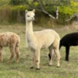 (Category: ) located in . Submitted by icedamericanoonly (Listing ID 1366441993, Image 1). Description: .