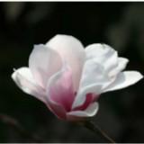 （分類：）位於 。 由 mulanflora 提交（商品編號 1361282765，圖片 1）。簡介： 。