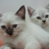 (Kategori: ) berada di . Dikirim oleh secondprettyoutfit (ID iklan 1385296526, Gambar 1). Deskripsi: .