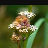 由 ym79021957700 (刊登 ID 1376986838，圖片 1) 提交，位於 的 (類別：)，說明：。