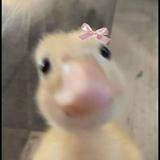 (Category: ) located in . Submitted by acaiiicaicaicai (Listing ID 1374157275, Image 1). Description: .