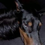 (Category: ) located in . Submitted by adriantoha55786 (Listing ID 1376329926, Image 1). Description: .