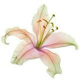 (Kategori: ) berada di . Dikirim oleh fleurnciel (ID iklan 1377155846, Gambar 1). Deskripsi: .