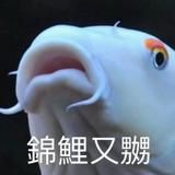 （分類：）位於 。 由 dk387d1ewholefam 提交（商品編號 1386176451，圖片 1）。簡介： 。