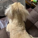 由 jungiery0918 (刊登 ID 1379294686，圖片 1) 提交，位於 的 (類別：)，說明：。