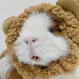 (Kategori: ) berada di . Dikirim oleh minisquirrel (ID iklan 1362009993, Gambar 1). Deskripsi: .