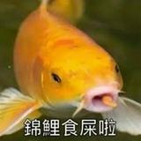 （分類：）位於 。 由 25gogjo 提交（商品編號 1382607888，圖片 1）。簡介： 。