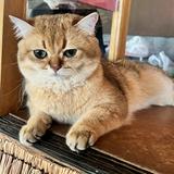 (分類:)位於 。 由 alexiasyan 提交(商品編號 1382272596,圖片 1)。簡介: 。