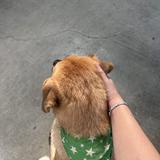 由 dryylhong (刊登 ID 1379140769，圖片 1) 提交，位於 的 (類別：)，說明：。