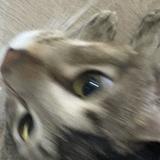 (Category: ) located in . Submitted by hihitaro (Listing ID 1379186060, Image 1). Description: .