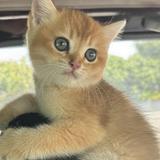 (Category: ) located in . Submitted by myprelove87 (Listing ID 1367547993, Image 1). Description: .