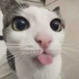 (Category: ) located in . Submitted by rai264 (Listing ID 1465884940, Image 1). Description: .