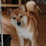 (Category: ) located in . Submitted by disordered (Listing ID 1382248095, Image 1). Description: .