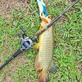 (Category: ) located in . Submitted by fishing_khan (Listing ID 1382214242, Image 1). Description: .