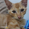 (Kategori: ) berada di . Dikirim oleh monoxlusi13951 (ID iklan 1382193194, Gambar 1). Deskripsi: .