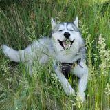 (Category: ) located in . Submitted by flooftoto (Listing ID 1377001892, Image 1). Description: .